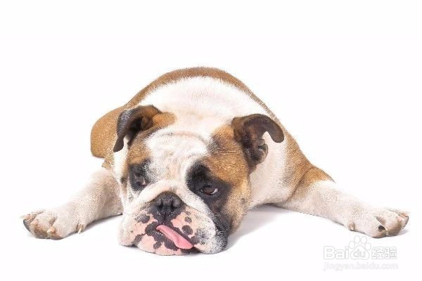 狗狗抽搐的如何处理?