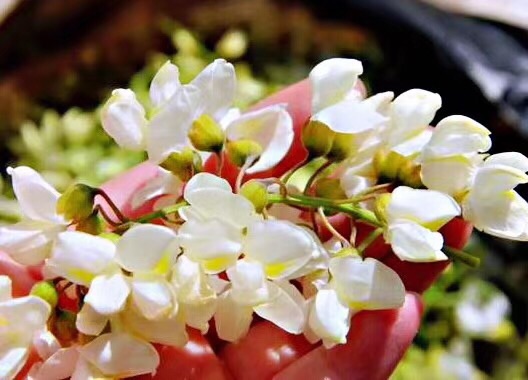淡雅幽香槐花蜜