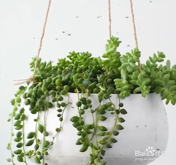 生活中种植花草的妙招