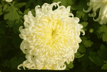 怎样培育菊花新品种?