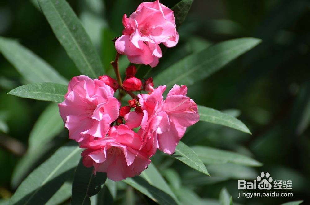 哪些花卉有毒，养植需要谨慎