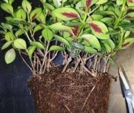 金鱼吊兰怎么修剪