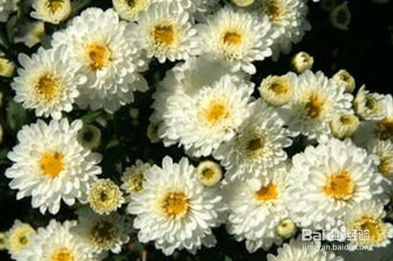 小小菊花，如何清肝明目