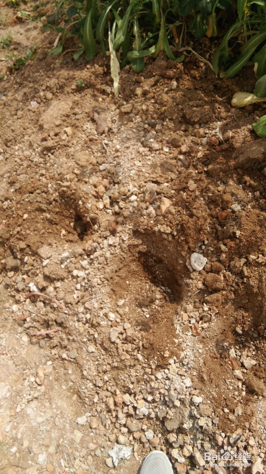 怎样育土豆种和种好土豆?