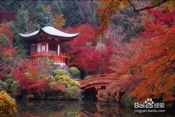 赏枫叶好去处——河南家门口赏枫叶攻略