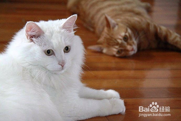 怎么喂养幼猫？