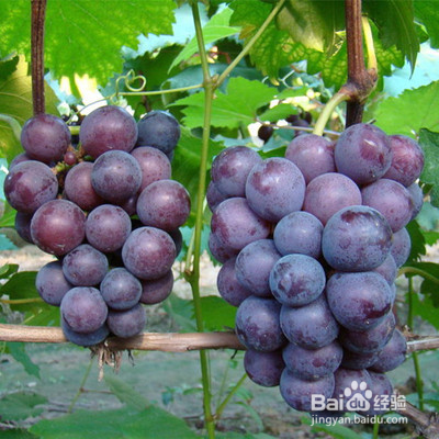 草莓跟葡萄，谁的营养价值会更加高呢?