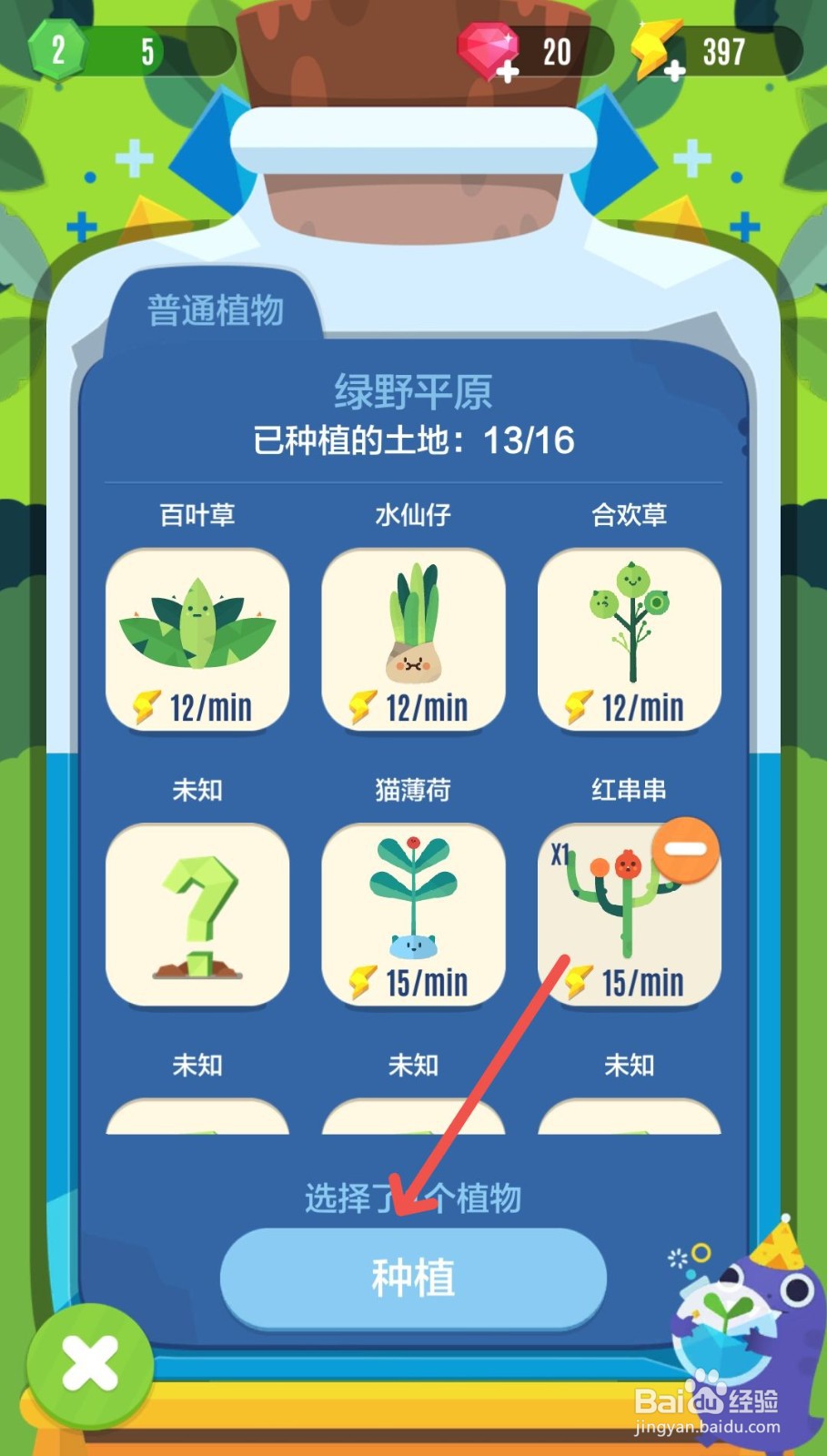 口袋植物怎么种植红串串植物