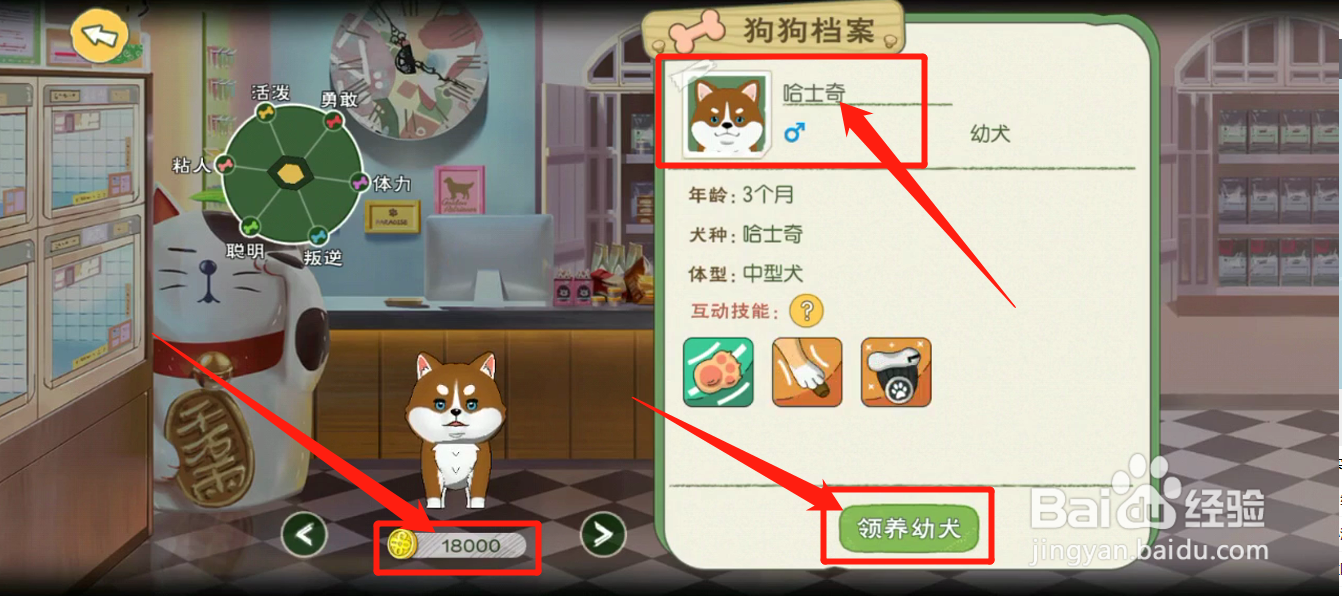 如何领养哈士奇