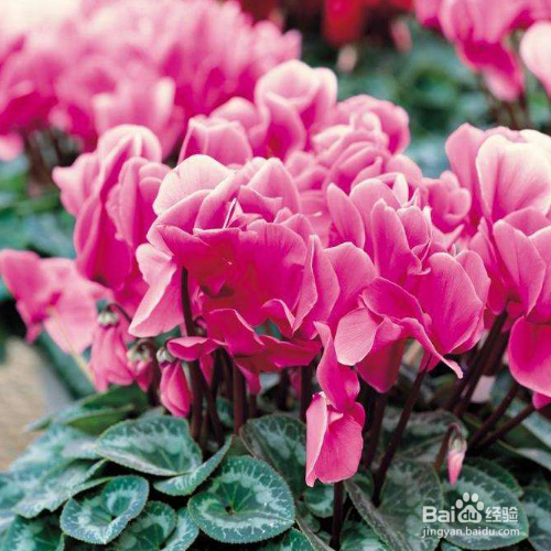 仙客来就剩一个种球怎么养