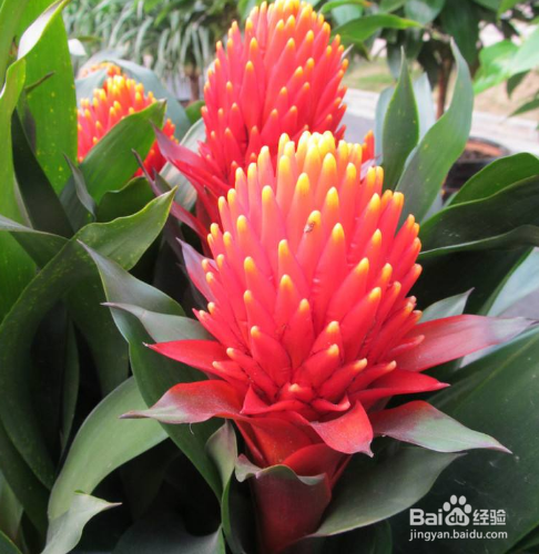 火炬花如何养殖？