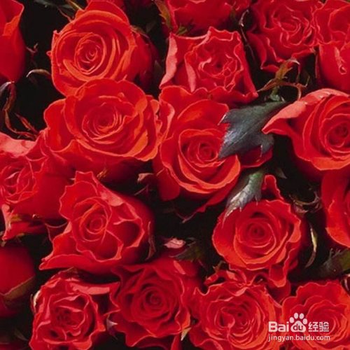 玫瑰花黄叶掉叶怎么办