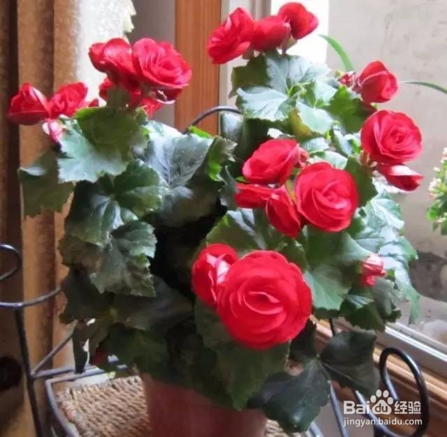 开春种什么绿植这9种勤开花的别错过