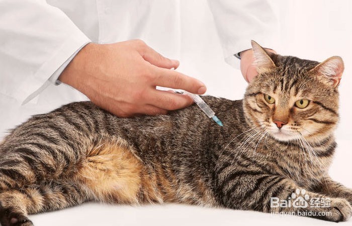 三个月小猫感冒了怎么办