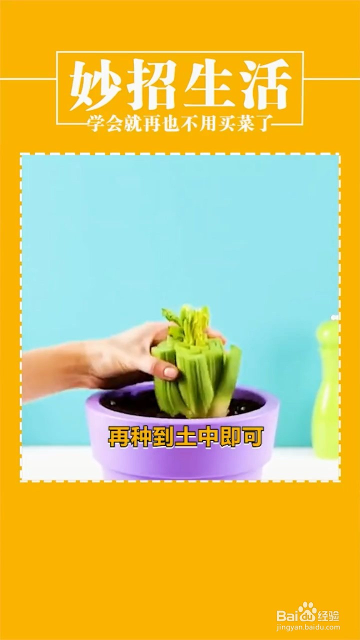 种植蔬菜的小妙招