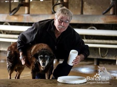 世界最老狗狗高龄过世,忠心看守农场到最后!!