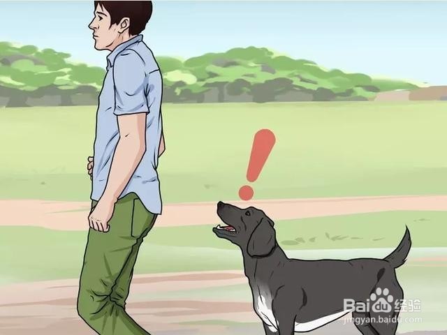 如何防止被疯狗追,以及应对措施