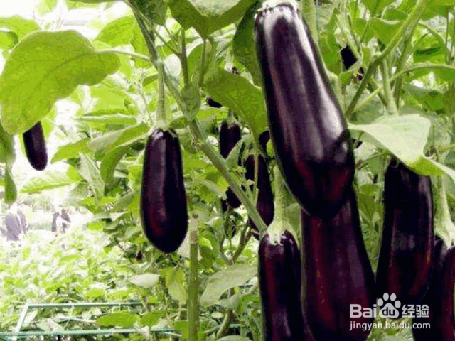 茄子整枝、剪叶、摘叶的方法