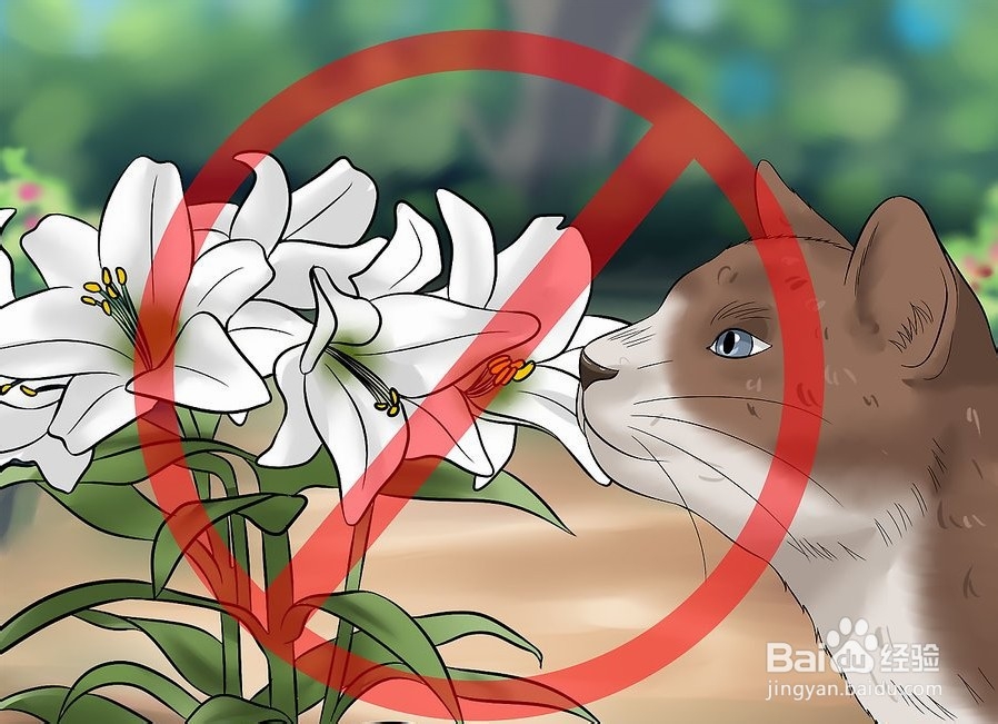 如何让你的猫爱你