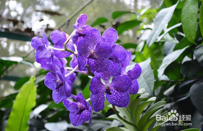 蝴蝶兰养殖方法
