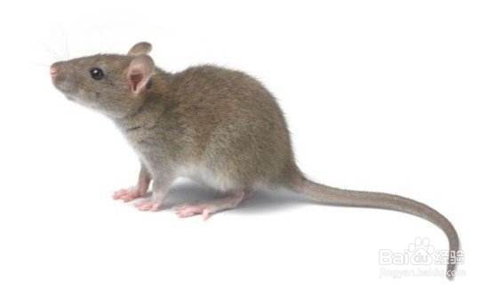 怎么抓老鼠和消灭老鼠