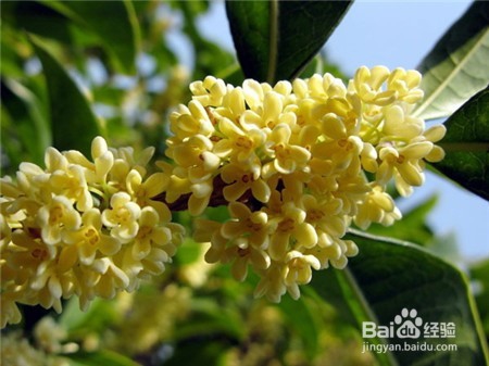 四季桂花的养殖方法和注意事项