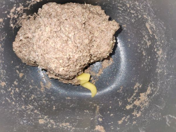 金枪鱼肉松全麦藜麦面包