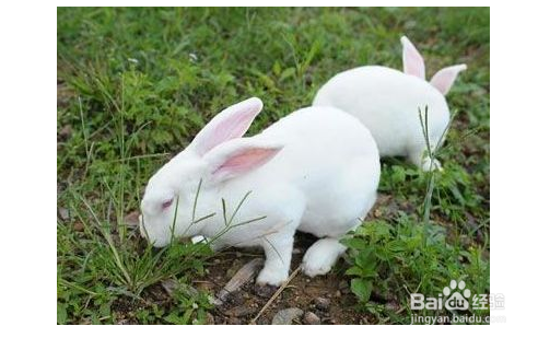 关于母兔子生小兔需要注意的方面