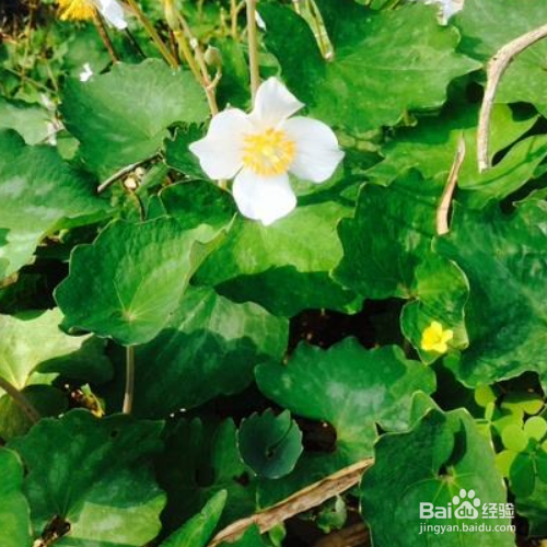 血水草的培育方法和注意事项