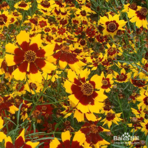 蛇目菊草本花卉怎么养殖？