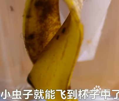 如何掌握预防蚊虫小技巧？