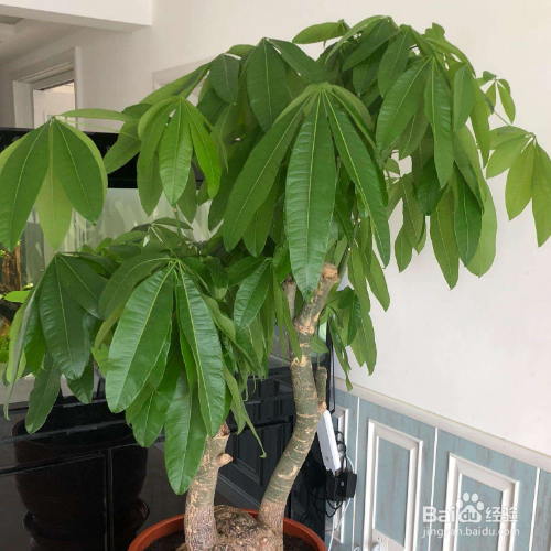 发财树掉叶子一碰就掉