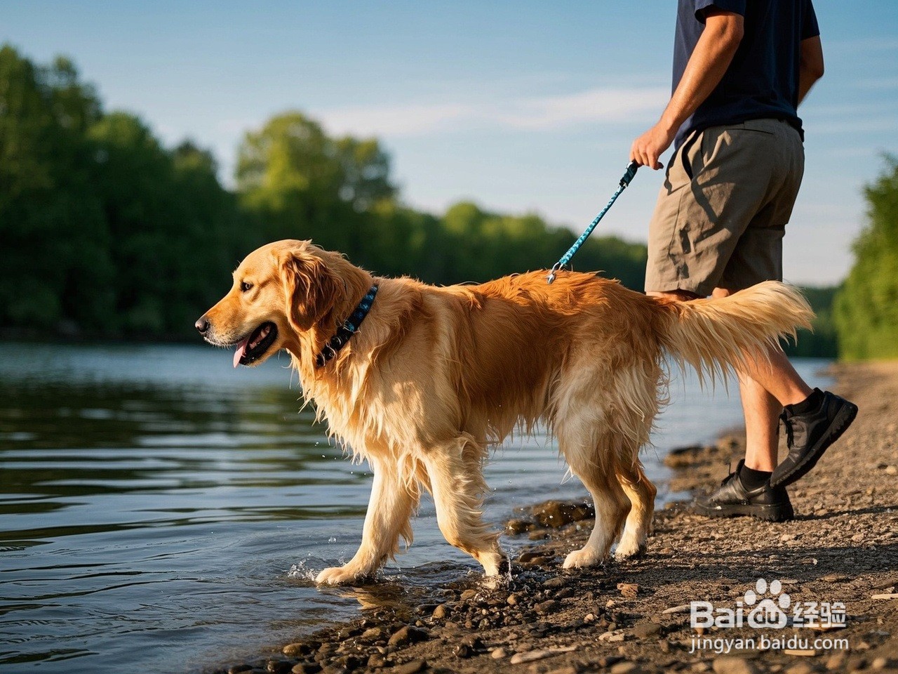 怎么带金毛狗下河游泳