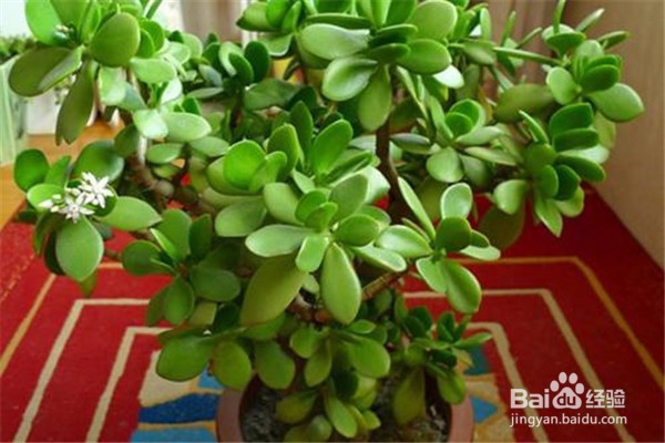 玉树的养殖方法和注意事项都有哪些?