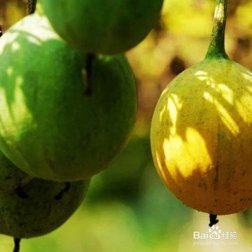 瓜蒌的培育方法和注意事项