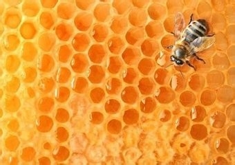 蜂蜜“天然的营养”