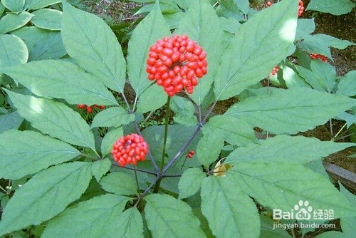 如何改善阳虚体质?