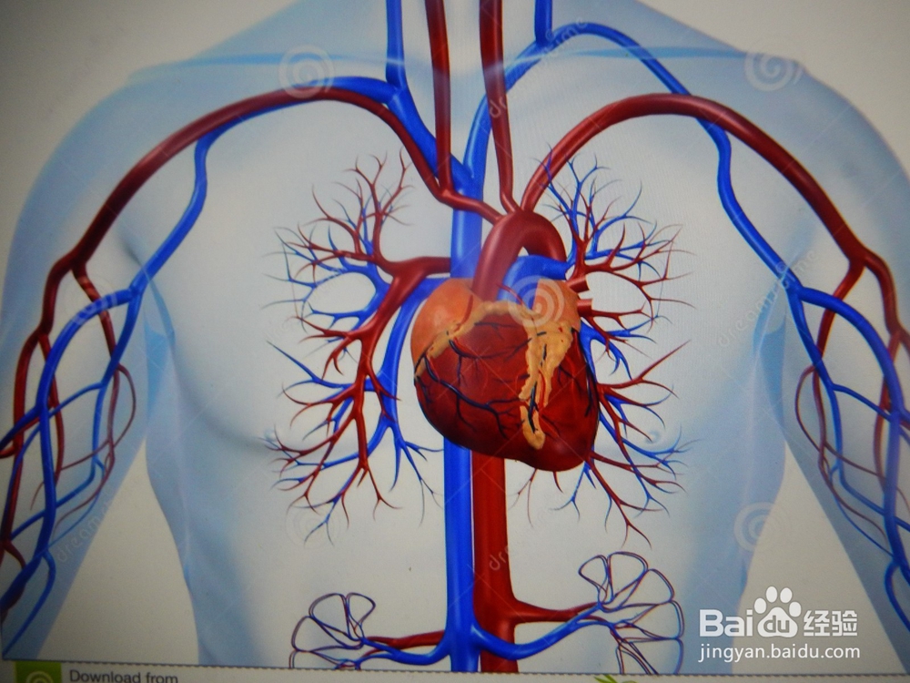 怎么提高血管“年轻化”，防止变老？
