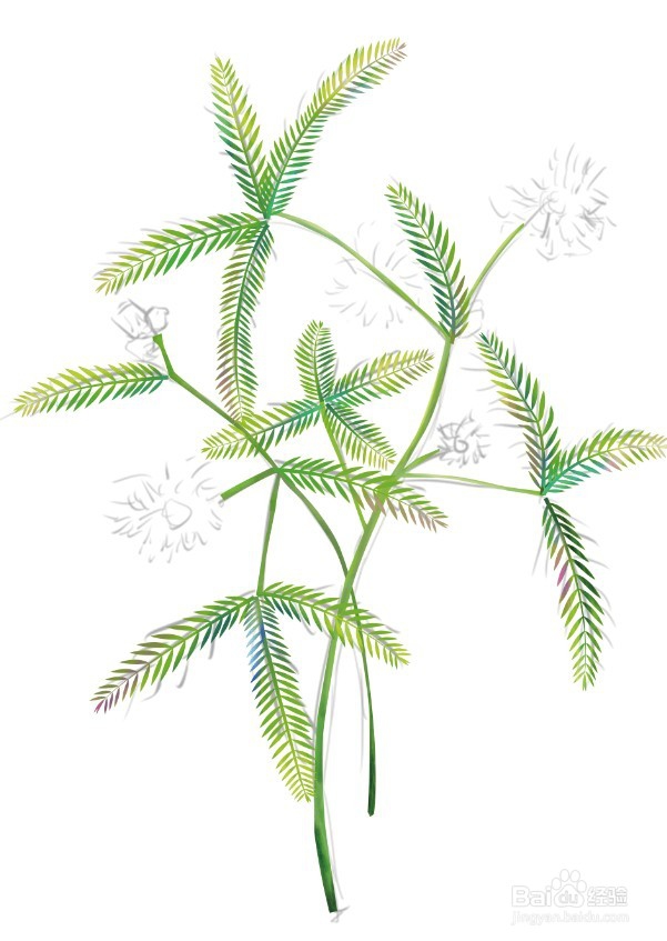 含羞草怎么画