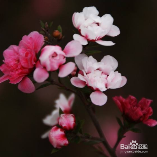 怎样解决松红梅开花分散的问题?