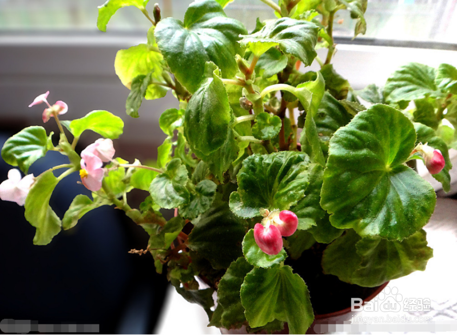 室内花卉种植需要注意什么