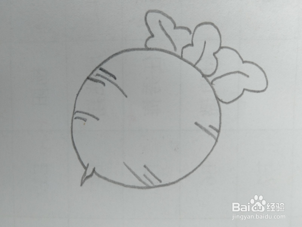 简笔画萝卜画法二