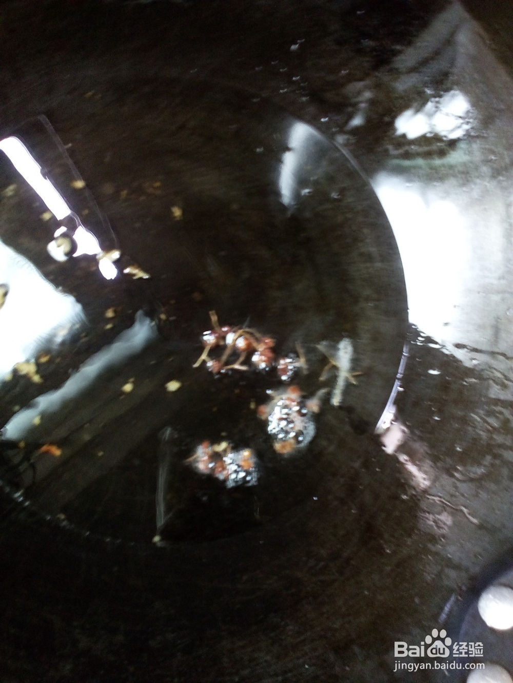 手把手教你从和面开始做羊油胡萝卜馅饺子