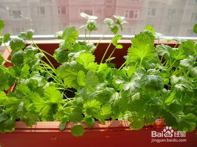 香菜的需肥要点和施肥要点都有什么?用什么肥?