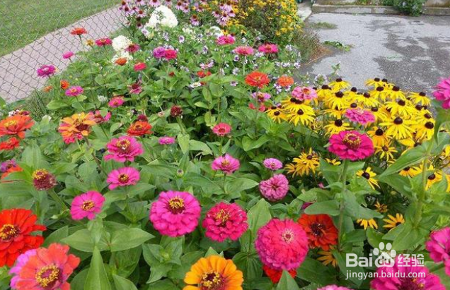 北方地区哪些花卉自播能力比较强？