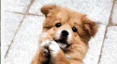 如何训练狗狗作揖