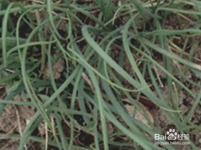 薤白对人有哪些好处？