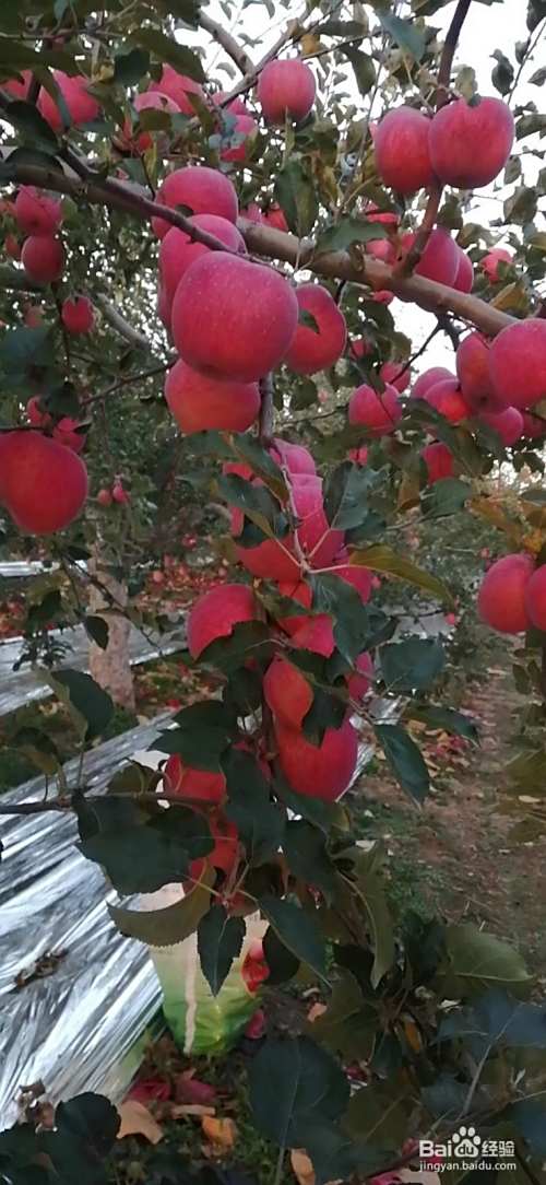 苹果套袋的作用是什么？