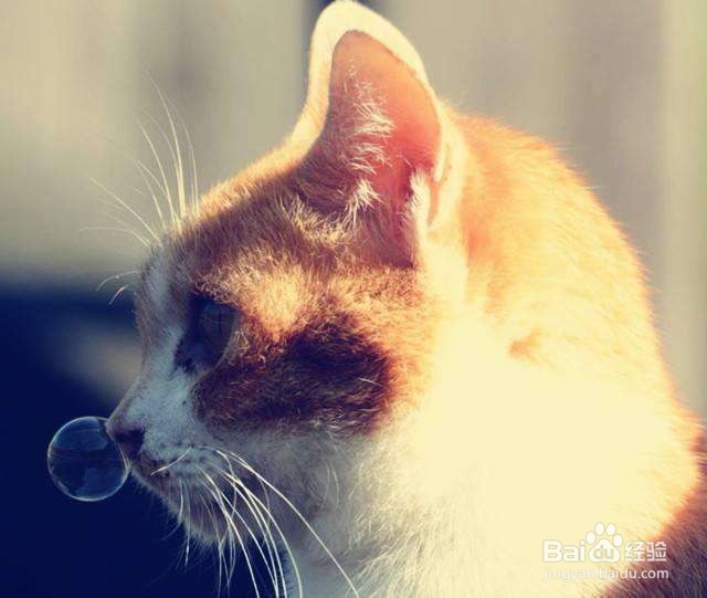 <b>猫鼻塞的治疗方法</b>