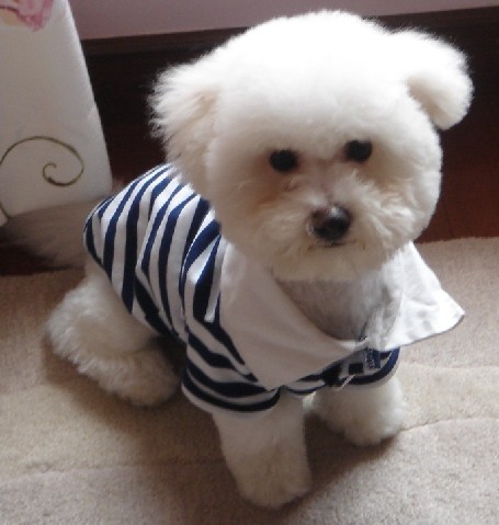 比熊幼犬挑选准则